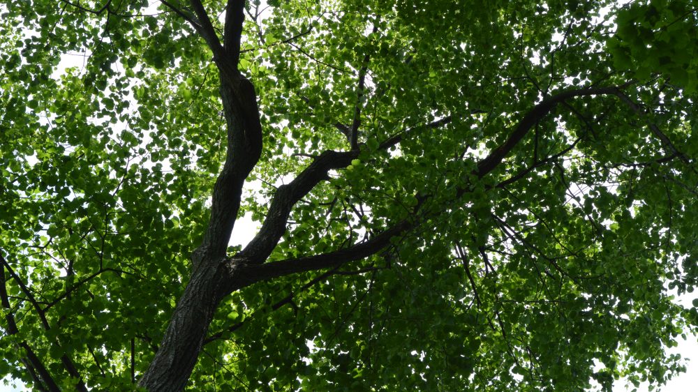 About Trees Archives - ReForest London