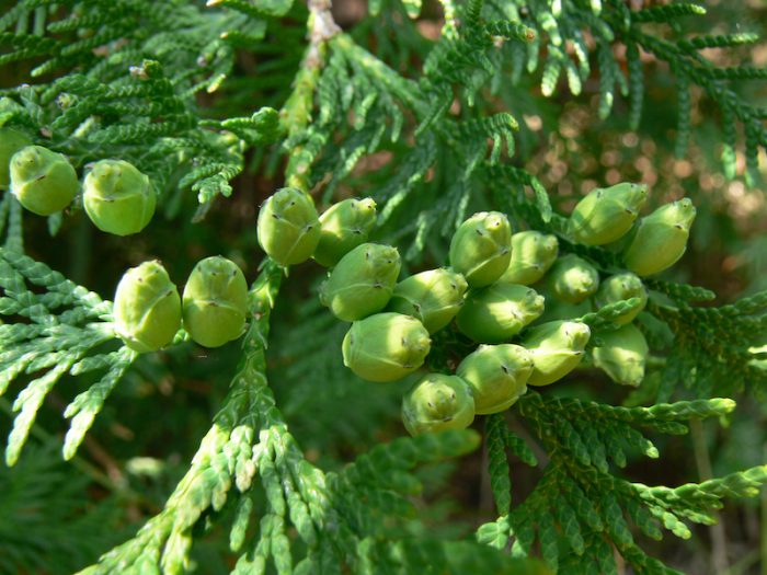 Tree of the Month: Eastern White Cedar - ReForest London