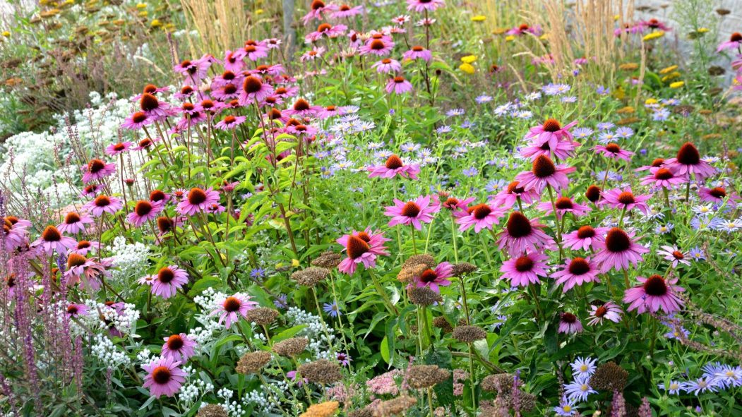 Native plants in a flower bed.